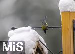 26.02.2026, Bad Woerishofen (Unterallgaeu) Eine Kohlmeise (Parus major)  an einem Vogelhaeuschen bei der Winterfuetterung im Garten  
