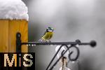 26.02.2026, Bad Woerishofen (Unterallgaeu) Eine Blaumeise (Cyanistes caeruleus, Syn.: Parus caeruleus) an einem Vogelhaeuschen bei der Winterfuetterung im Garten  