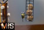 26.02.2026, Bad Woerishofen (Unterallgaeu) Eine Blaumeise (Cyanistes caeruleus, Syn.: Parus caeruleus) an einem Vogelhaeuschen bei der Winterfuetterung im Garten  