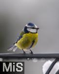 26.02.2026, Bad Woerishofen (Unterallgaeu) Eine Blaumeise (Cyanistes caeruleus, Syn.: Parus caeruleus) an einem Vogelhaeuschen bei der Winterfuetterung im Garten  