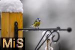 26.02.2026, Bad Woerishofen (Unterallgaeu) Eine Blaumeise (Cyanistes caeruleus, Syn.: Parus caeruleus) an einem Vogelhaeuschen bei der Winterfuetterung im Garten  