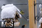 26.02.2026, Bad Woerishofen (Unterallgaeu) Eine Kohlmeise (Parus major)  an einem Vogelhaeuschen bei der Winterfuetterung im Garten  