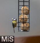 26.02.2026, Bad Woerishofen (Unterallgaeu) Eine Blaumeise (Cyanistes caeruleus, Syn.: Parus caeruleus) an einem Vogelhaeuschen bei der Winterfuetterung im Garten  