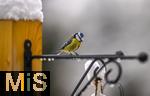 26.02.2026, Bad Woerishofen (Unterallgaeu) Eine Blaumeise (Cyanistes caeruleus, Syn.: Parus caeruleus) an einem Vogelhaeuschen bei der Winterfuetterung im Garten  